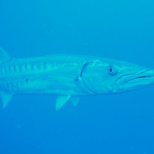 Spiegel Groovy 2005 reupload