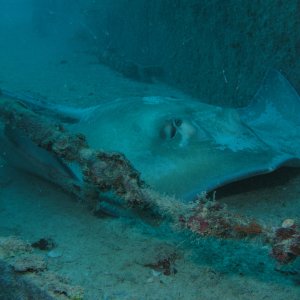 Spiegel Groovy 2005 reupload