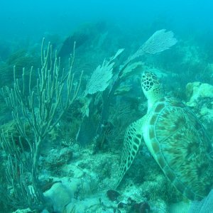 Spiegel Groovy 2005 reupload