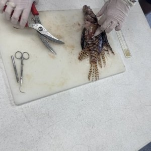 2 - lionfish dissection at NOAA