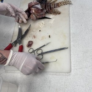3 - lionfish dissection at NOAA