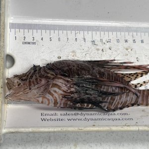 5 - lionfish measurement