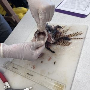 6 - lionfish large mouth