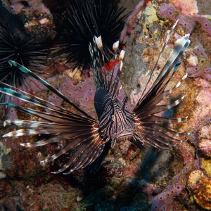 Lion Fish