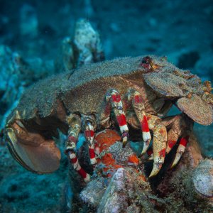 What kind of creature is this? Slipper Lobster?