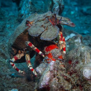 What kind of creature is this? Slipper Lobster?