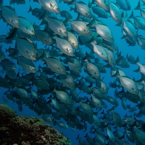 Fishes .. a lot of them...