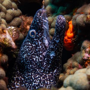 Spotted Moray Eel