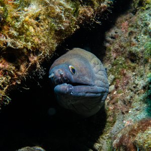 Yellow-Edge Moray Eel