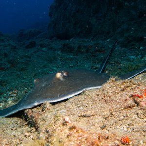 Roughtail Stingray