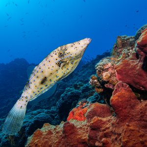Scrawled Filefish