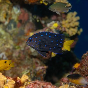 Yellowtail Damselfish