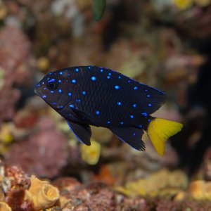 Yellowtail Damselfish