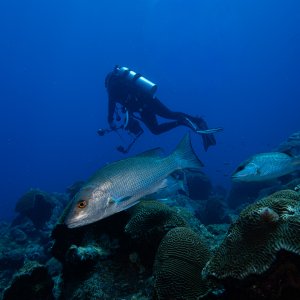 Dive Buddies...