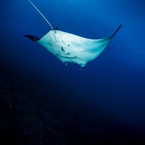Female Manta ray