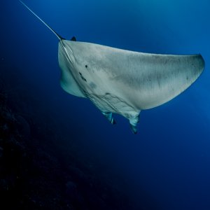 Female Manta ray