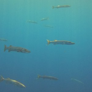 Barracuda on safety stop