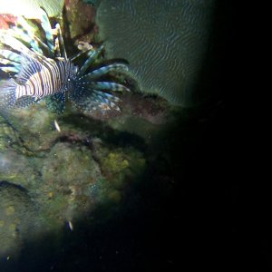 Lionfish on night dive