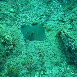 Ray on Stetson