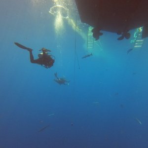 Safety stop with Barracuda on MV Fling