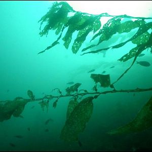 Kelp @ Blue Car Wreck