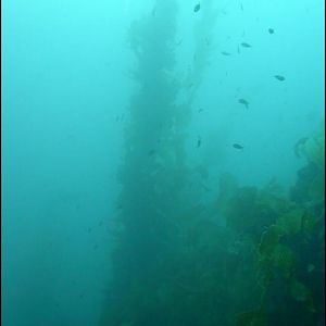 Kelp @ Some Dive Site
