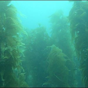 More Kelp @ Some Dive Site