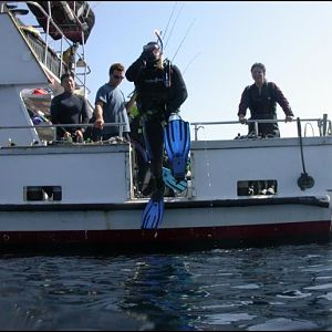 Volans with the Giant Stride