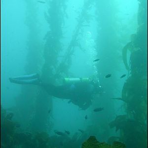 McLot Gracefully Swims Through the Kelp