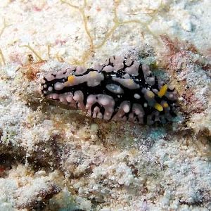 Nudi
