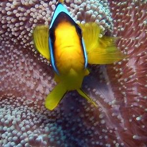 Go away big bubbly monster