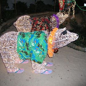Tropical Polar Bears