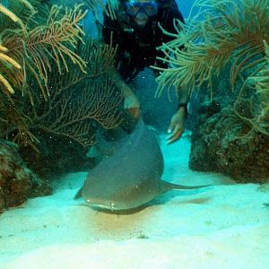 Softy softly catchee nursee