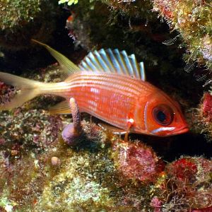 Squirrelfish