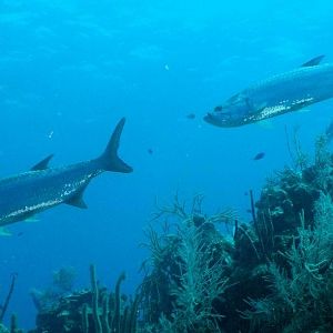 Tarpon