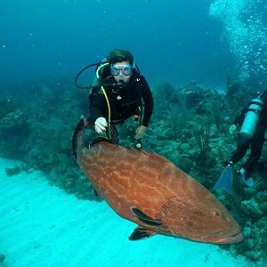 Playing with the puppies