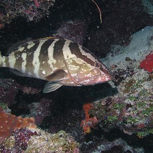 Yo, whadda you lookin at?