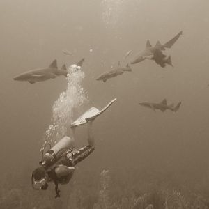 just a few nurse sharks