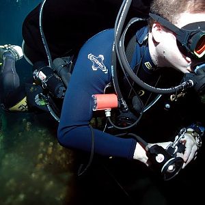 Vaca Ha