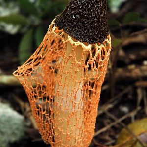 More Fungi