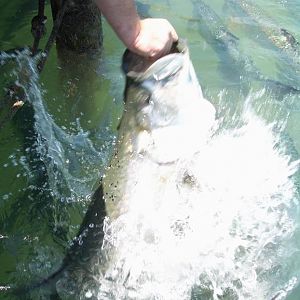 Kytnut Feeds the Tarpon