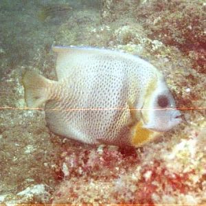 Angelfish