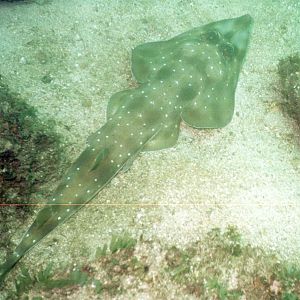 Guitarfish