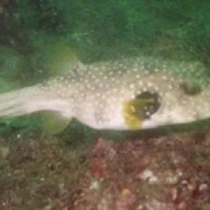 PufferFish