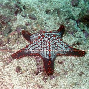Starfish