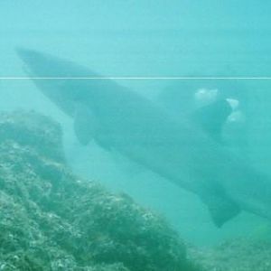 WhiteTip Reef shark