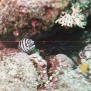 ZebraMoray & Urchin