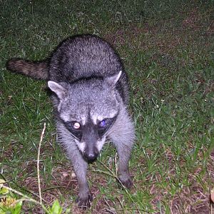 Coon at night