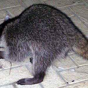 Coon gets beatle