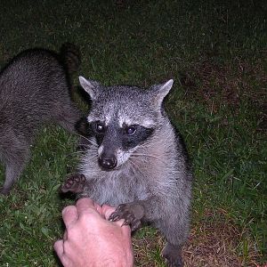 Coon holding Rockys hand